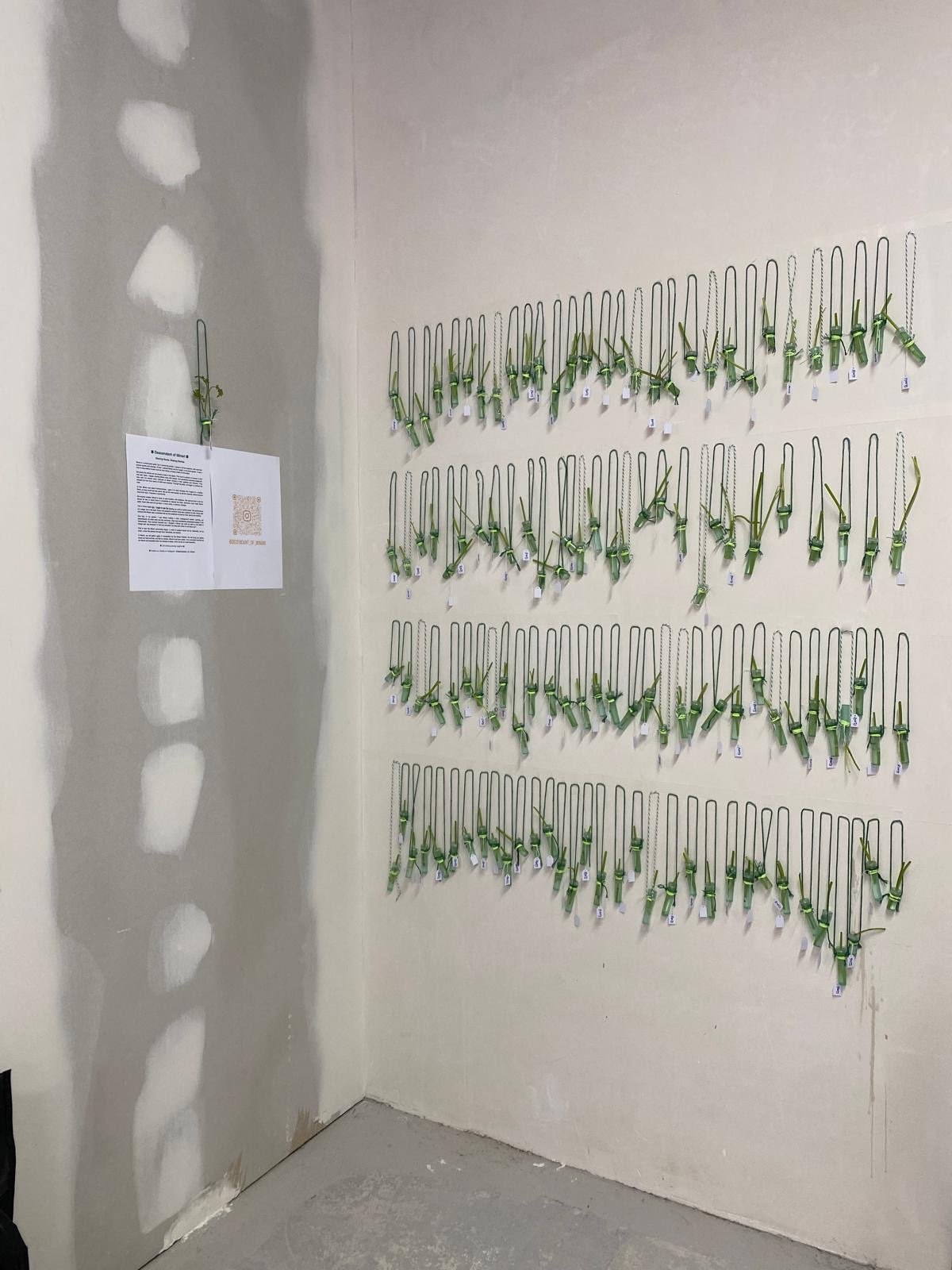 Descendant of Minari — 59 names on the wall