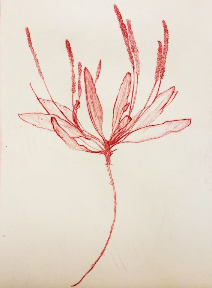 질경이 · Plantain