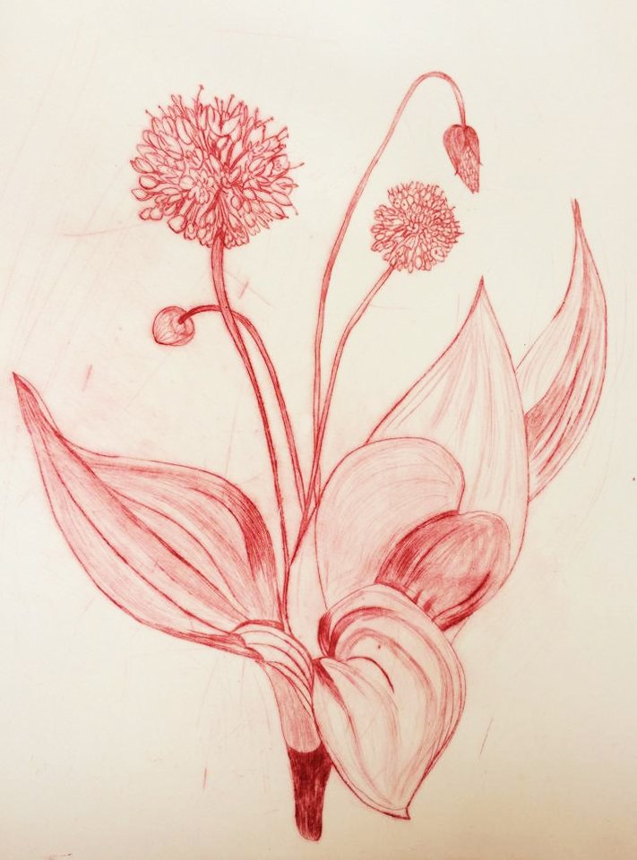 산마늘 · Wild Garlic