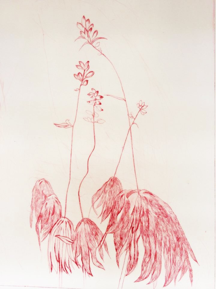 우산나물 · Umbrella Plant