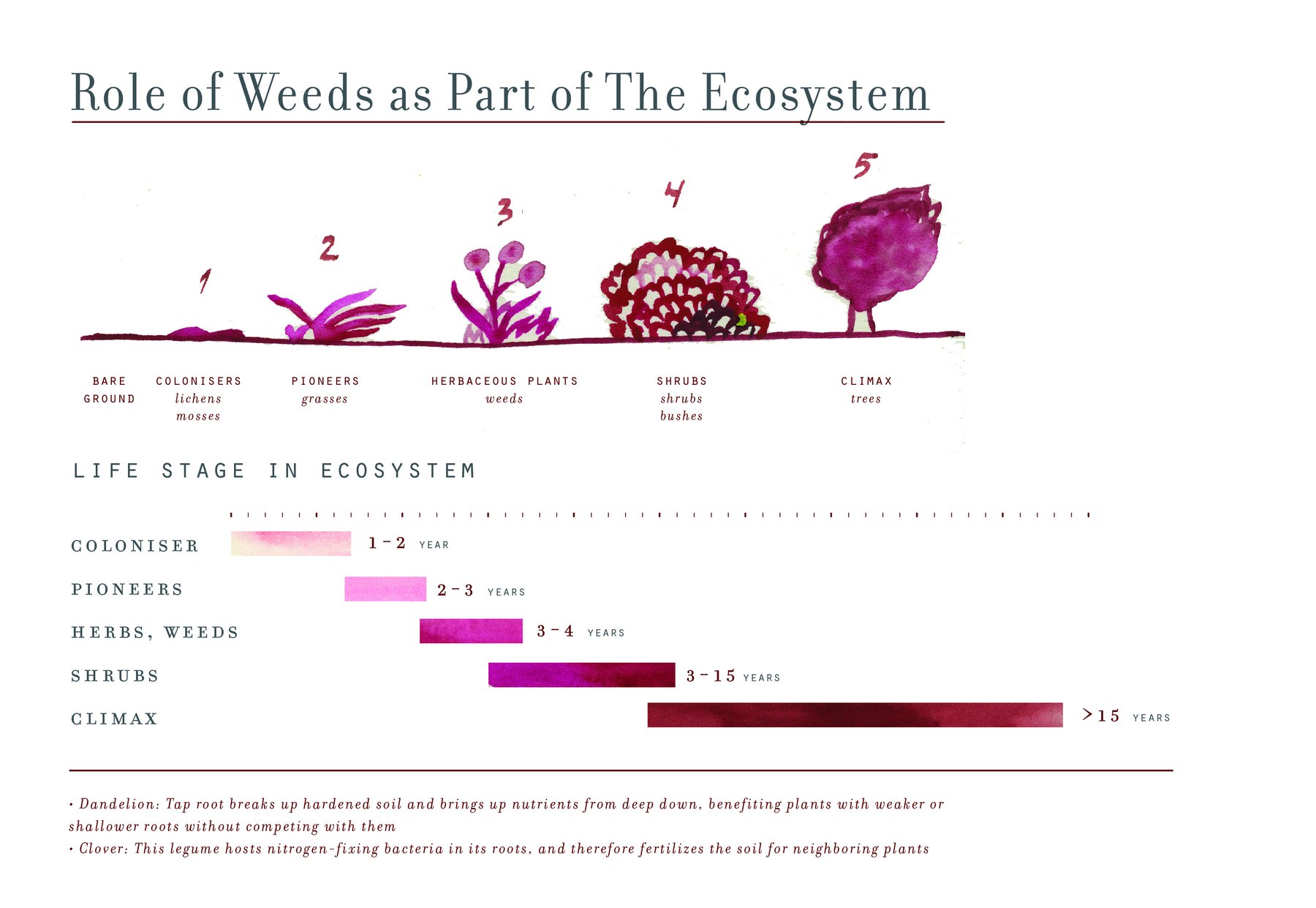 Role of Weeds in the Ecosystem